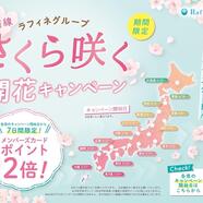 桜前線　さくら咲く開花キャンペーン♪